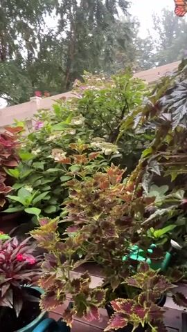 The video captures a detailed view of a lush, well-maintained outdoor deck garden. Various potted plants, featuring a vibrant mix of colorful foliage and flowers, are arranged across the wooden deck. Prominent among the plants are coleus with deep red and green leaves, as well as plants with bright red and pink blooms. A white railing runs along the back of the deck, with green trees and foliage visible beyond. In the background, a gray propane patio heater stands tall, and a black grill covered with a protective tarp is also visible. The deck boards appear wet, suggesting recent rain. The overall scene depicts a tranquil and verdant outdoor living space.
