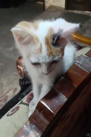 A calico kitten with white, orange, and black markings is shown sitting on a patterned rug next to a wooden table. The kitten is looking down and to the right. The background is blurry, but appears to be an indoor setting with furniture and possibly other objects. The video is shot from a high angle, looking down at the kitten. The lighting is dim. The kitten appears to be young.