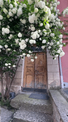 Building with flowering bushes documented in Tbilisi