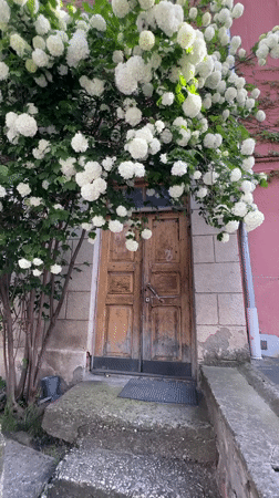 Building with flowering bushes documented in Tbilisi