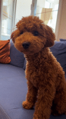 Poodle plays with toy on couch in Sutomore home