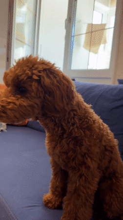 Poodle plays with toy on couch in Sutomore home