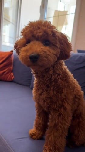 Poodle plays with toy on couch in Sutomore home