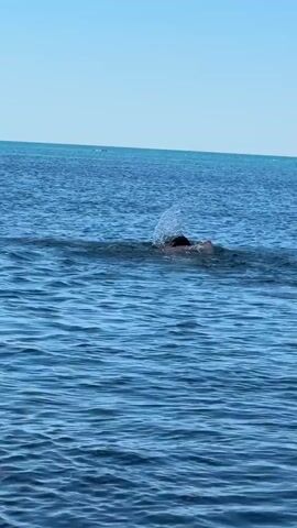 A person is swimming in the ocean. The water is blue and calm, with a clear sky above. The person's head and shoulders are visible as they swim.