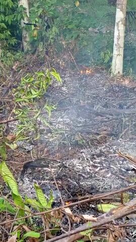 The video shows a small pile of dry leaves and branches smoldering with flames in the middle of a forest. Smoke rises from the pile, and ash is visible around the edges. Green leaves and branches are scattered around the burning debris, some of which appear scorched. Tall trees with white bark are visible in the background, along with dense green foliage. The overall scene suggests a small, contained fire in a natural environment.