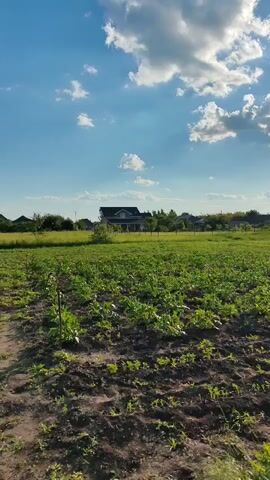 The video captures a wide shot of a rural landscape on a sunny day with scattered clouds. In the foreground, there is a tilled field with rows of young green plants. A dirt path runs along the left edge of the frame. In the mid-ground, a larger area of lush green vegetation, possibly a garden or field, stretches across the scene. In the background, a two-story house with a dark roof is visible, surrounded by trees and other houses, suggesting a small rural community. The sky is bright blue, with fluffy white clouds. The overall impression is one of a peaceful, agricultural setting. There are no people or animals visible in the video.