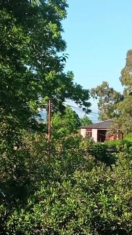 This is a video taken outdoors on a bright, sunny day, likely in the morning or afternoon due to the clear blue sky and the quality of light. The scene is lush and green, dominated by abundant foliage. In the foreground, dense, leafy bushes create a natural screen.

Beyond the bushes, a small, light-colored house with a darker roof is partially visible, nestled amongst the trees. A wooden utility pole stands prominently in the middle ground. The background reveals more trees, including some tall, mature ones, and a glimpse of distant hills or mountains under a clear sky. The overall impression is of a tranquil, rural or semi-rural setting.

There is no discernible activity or event taking place, and no people are visible. The focus is on the natural environment and the structures within it. The location cues suggest Pshap, Abkhazia, reinforcing the impression of a natural, possibly mountainous or coastal, landscape. The weather appears to be pleasant and warm, typical of a sunny day. No text is visible in the media.