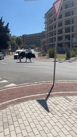 Motorcycle rider documents palm-lined promenade in Rafailovići, Montenegro