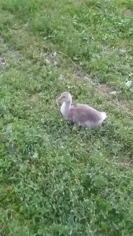 The video shows a group of goslings in a grassy area. The first few seconds focus on a single light-colored gosling sitting in the grass. Then, the camera pans to show more goslings appearing and interacting. The goslings are mostly light gray and white, with some variation in color. They are all young and fluffy. The environment appears to be outdoors, with green grass and possibly a dirt path visible. The lighting suggests it is daytime.