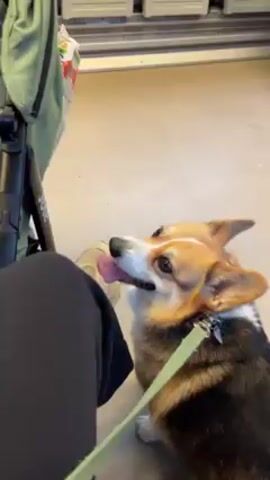 The video shows a tan, black, and white Corgi dog sitting on the floor of what appears to be a train car. The dog is on a green leash and its head is facing towards a person wearing black pants. To the left of the person is a green stroller with a brown padded headrest. The train windows in the background show blurry scenery passing by. The dog licks the person's leg, and the person makes a slight sound.