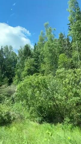 The video shows a view from a moving vehicle through a lush green forest under a bright blue sky with scattered clouds. The trees are dense and varied, with some appearing to be pine trees and others deciduous. The sun is shining, casting light and shadows through the foliage. The camera is angled upwards, capturing the upper portions of the trees and the sky. The grass in the foreground is also vibrant green. There are no people or explicit actions visible. The overall impression is one of a scenic drive through a natural environment.