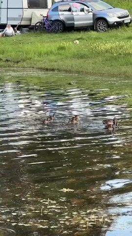 A small group of ducks swims in a body of dark, rippling water, close to the foreground of the shot. The water is partially covered in debris. In the background, a grassy bank slopes upwards, with a silver car parked on it. A bicycle is leaning against the car. A campervan is parked to the left of the car. A person is sitting on the grass to the left of the campervan. The area appears to be a natural setting, possibly a campground.