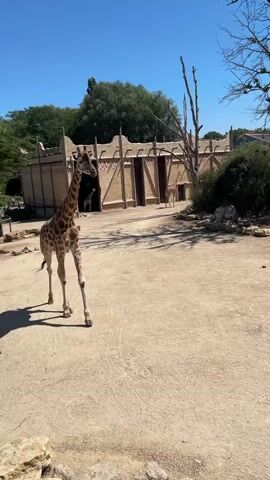 A giraffe walks across a dusty enclosure. The enclosure has a sandy ground and a low, beige wall with arched openings behind the giraffe. A large, barren tree stands to the right of the giraffe. The sky is clear and blue.