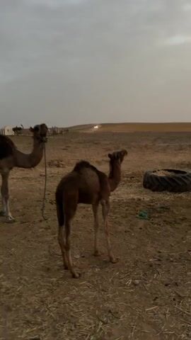 A young camel stands in a dry, dusty enclosure. Its coat is a dark brown, and it has long, slender legs. Behind it, another camel is visible, its head turned towards the camera. The background consists of a flat, arid landscape with some scattered tents and structures in the distance. The sky is overcast and appears to be dusk. In the foreground, a person's hand reaches out towards the young camel. The person then leans down and appears to interact with the camel's face. The interaction seems gentle.