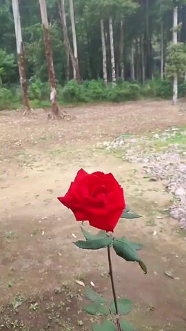 A single red rose stands in the foreground, its stem and leaves clearly visible. The rose is positioned slightly off-center, facing towards the left of the frame. Behind the rose, the ground appears to be uncultivated dirt and scattered leaves. In the mid-ground, several tall, slender trees with light-colored bark rise upwards. The background is filled with a dense forest of green trees, indicating an outdoor, natural setting. The lighting suggests it is daytime, possibly overcast, with a soft, diffused light. There are no people or animals visible in the frame. The camera is stationary, focusing on the rose.