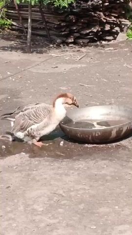 A goose stands in the dirt next to a large metal bowl of water. The goose has brown and white feathers. The goose dips its head into the water. The ground is dry and cracked, with puddles of water around the bowl. In the background, there are stacks of wood and some greenery. The sun is shining.