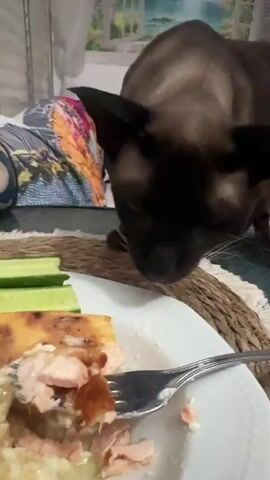 A Siamese cat is inspecting a plate of food. The plate has a piece of cooked salmon, some sort of white creamy side, and three slices of cucumber on it. There's a fork resting on the plate. The cat is facing the plate, its nose hovering closely over the food, as if sniffing it. The plate is sitting on a woven placemat on top of a glass table. A colorful cushion is partially visible behind the plate. The background includes part of a wall and what appears to be a window or a picture.