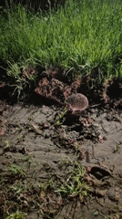 Hedgehog spotted crossing roads and ditches in Russian village