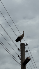 White stork spotted on utility pole under grey sky