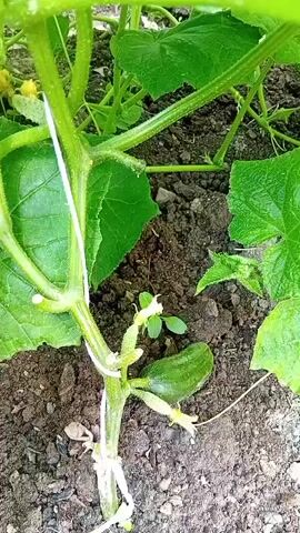 The video shows a close-up, ground-level view of a cucumber plant growing in soil. Several small, immature cucumbers are visible, as are yellow cucumber flowers and large green leaves. The plant is supported by a white string or tie. The scene is outdoors, with natural lighting. The camera is handheld and moves slightly throughout the recording.