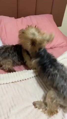 The video shows two small, long-haired dogs, possibly Yorkshire Terriers, playing on a bed. The bed has a pink pillow and a textured white blanket. The dogs wrestle playfully, nipping and pawing at each other. One dog has a mix of grey and tan fur, while the other is mostly tan. The background includes a headboard behind the pillows.
