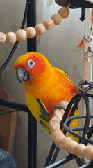 Afternoon at home with a sun conure and everyday snapshots