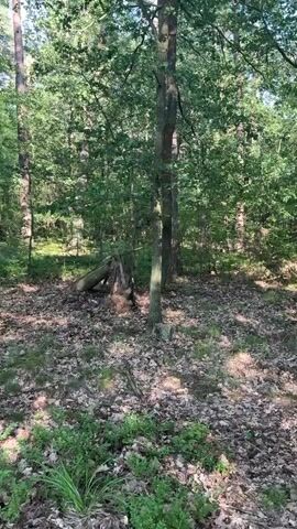 The video shows a slow pan through a sun-dappled forest. The ground is covered with fallen leaves and some green undergrowth. There are numerous trees of varying heights and thicknesses, with lush green foliage. The sunlight filters through the leaves, creating patterns of light and shadow on the forest floor. The overall impression is of a peaceful, natural environment. There are no people or animals visible in the video.