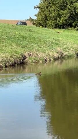 The video shows a small body of water, possibly a pond or a wide stream, on a sunny day. A duck is swimming across the water, leaving a small wake behind it. The banks of the water are grassy, with a patch of trees visible in the background. A dark colored car can be seen parked on the far bank. A child's voice can be heard in the background asking "Откуда она тут?" and "Папа"