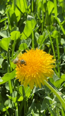 Bee forages on dandelion in Russian village