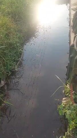 A camera is pointed downwards at a narrow, dark, and murky stream of water. The stream is flanked by overgrown grass and vegetation on the left and a concrete embankment or wall on the right. The water's surface is disturbed, showing ripples and reflections of the sky. Sunlight glints off the water, creating a bright glare. There are some debris and leaves visible on the banks. A hand holding a long stalk or plant is visible in the lower right corner of the frame.