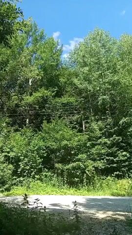 A handheld video pans across a dense green forest under a bright blue sky with scattered clouds. The sun is shining, creating dappled light through the leaves. The camera appears to be at ground level, looking up at the trees and sky. In the foreground, the edge of a paved road or driveway is visible, with some low-lying plants growing beside it. There are power lines strung between trees in the midground. No people or animals are visible.