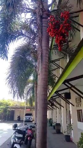The video pans across a cluster of palm trees with a building in the background. The palm trees have long, feathery fronds and one of them has a bunch of bright red fruit hanging from it. The building is white with a green trim and has awnings over the windows. In the foreground, there are two motorcycles parked.