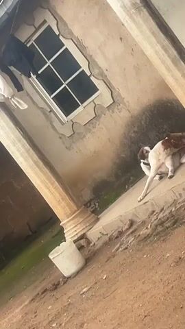 The video shows two dogs, one white with brown markings and another predominantly brown dog, in a courtyard setting. The dogs appear to be interacting closely, possibly grooming or engaging in playful behavior.

The scene is outdoors, with a weathered, beige-colored building forming the backdrop. A window with a grid pattern is visible on the building's wall. Two large, fluted columns flank the area where the dogs are situated, suggesting an architectural element like a porch or arcade. A white bucket sits near the base of one of the columns. The ground is a mix of dirt and small stones, with some patches of green vegetation visible. Clothes are hanging on a line on the left side of the frame, near the window.

The lighting suggests it is daytime, possibly late morning or afternoon, with shadows cast by the columns and the building. The overall atmosphere is casual and domestic. There is no visible text in the media file.