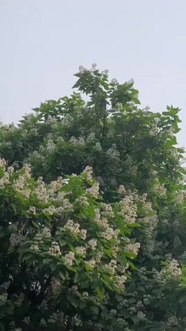 A medium shot of a blooming tree with green leaves and white flowers is shown against a pale sky. The camera appears to be angled upwards, capturing the full canopy of the tree. No people or other objects are visible.