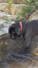 Dog wades in shallow water near rocky embankment in Bulgaria