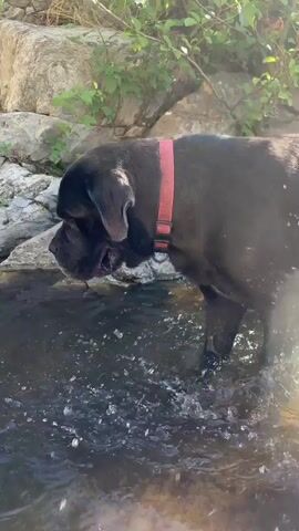A dark-colored dog with a red collar stands in shallow water near a rocky embankment. The dog is facing to the left and appears to be drinking water or sniffing the surface. Water splashes around its legs. Green foliage is visible on the rocks in the background. The lighting suggests it is daytime.