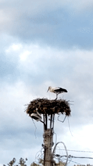 White stork spotted in nest with shoe atop utility pole