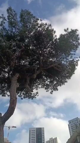 This is a short, vertical video clip filmed outdoors in Netanya, Israel. The main subject is a large, mature pine tree in the foreground, seen from a low angle looking up towards its canopy and the sky. The tree's trunk is thick and curved, and its branches are dense with dark green needles and numerous pinecones. The sky above is a bright blue, filled with scattered, puffy white clouds, suggesting a fair weather day.

In the background, below the tree and further away, are several modern buildings, appearing to be apartment complexes or office buildings. One building is taller and more prominent, with a light-colored facade and many windows. To the left of the frame, a red and white construction crane is visible, indicating ongoing development or construction in the area.

The time of day appears to be daytime, given the bright sky and clear visibility, likely late morning or early afternoon. The scene conveys a sense of urban life juxtaposed with nature, with the established tree standing in contrast to the new construction. There are no people visible in the clip. No text is discernable in the video.