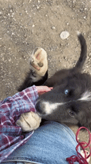 Person plays with black and white puppy outdoors