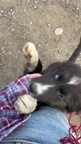 Person plays with black and white puppy outdoors