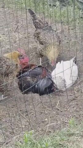 Four chickens are in an outdoor enclosure. A black and red rooster is lying on its side, partially obscured by the other chickens. Three hens are gathered around it. Two hens, one with mottled brown and white feathers and another with golden and brown speckled feathers, are pecking at the rooster. A third hen, mostly white with black speckles, is also near the rooster, with its head down. A wire fence runs across the foreground. The ground appears to be dirt with some dry grass and a few green shoots.