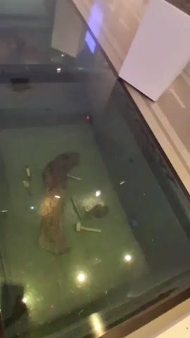 The video shows a glass floor with what appears to be a preserved body or remains underneath, possibly in a museum or exhibition setting. The remains are partially visible and appear to be encased in some sort of protective material or within a display case. There are lights illuminating the display from above. The surrounding environment is modern, with clean lines and some architectural elements visible. The camera moves along the glass floor, offering different views of the exhibit.