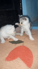 Kitten playtime and grooming session indoors