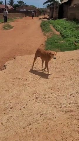 A reddish-brown dog walks on a dirt path and interacts with a person's leg. The dog is seen from its right side, facing right, with its tail curled upwards. The dog then turns to face left, appearing to sniff or bite the person's leg before moving away slightly. The dog is thin with visible ribs. In the background, there is a dirt embankment with green foliage, and a brick wall. A person is visible in the distance walking on another dirt path.