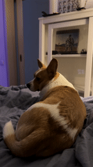 Quiet evening at home with corgi in snowy Moscow