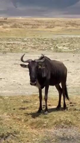 The video shows a wildebeest standing in a grassy field with a dry, sandy area behind it. The wildebeest is dark brown with a white patch on its chest and curved horns. The background features a flat, grassy landscape and a distant, hazy mountain range. The lighting suggests a bright, sunny day. There is little to no movement in the video.