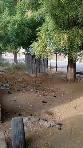 The video shows a scene on a dirt lot next to a road. The lot is partially shaded by trees. There is a small, dilapidated shed constructed of corrugated metal. Scattered trash and debris are visible on the ground. A car drives by on the road, and a person walks on the sidewalk. Someone is sitting under one of the trees. There are blue crates on the ground, and a tire is visible in the foreground.