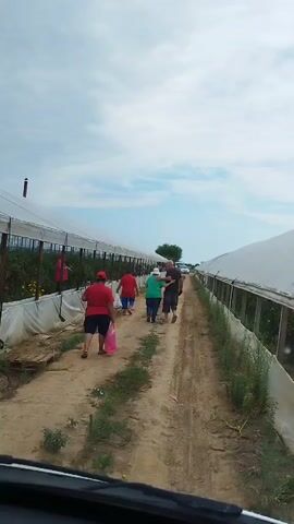 A group of six people walks down a dirt path between two long, white-covered structures that appear to be greenhouses or tunnels. The people are walking away from the camera and towards the horizon. The person closest to the camera is wearing a red shirt and a red hat and is carrying a pink bag. They are followed by three other individuals, two in red shirts and one in a green shirt. The two people furthest ahead appear to be an adult male and an adult female, walking side-by-side. The sky above is cloudy, with patches of blue visible. The structures on either side are open at the bottom, revealing plants or crops growing inside. The ground is a dirt path with some scattered vegetation.