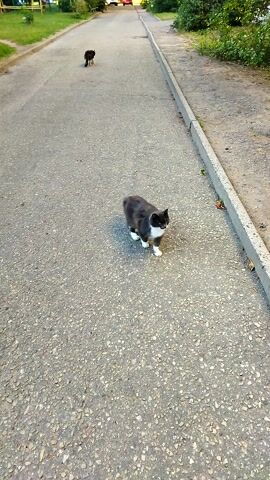 The video shows a street scene from an elevated perspective. Two cats are visible on the asphalt surface. One cat, larger and predominantly black and white, is closer to the foreground and facing away from the camera. Another, smaller and entirely dark-colored cat, is further down the street, also facing away. The street is bordered by a curb and a patch of grass with some greenery and trees to the left. The lighting suggests it is daytime, possibly late afternoon, with some shadows present. The background shows hints of buildings and possibly vehicles, indicating a residential or suburban area. The camera is stationary, offering a consistent, top-down view of the cats and their surroundings.
