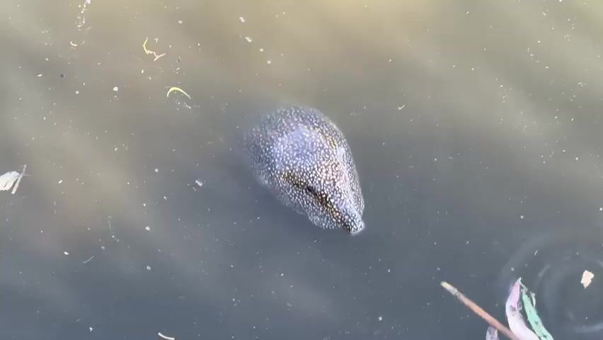 A turtle swims in murky water. The turtle has a speckled shell and is partially submerged. Leaves and debris float on the surface of the water. The camera is positioned above the turtle and follows its movement.